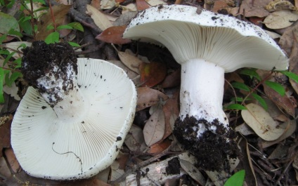 Gomba Russula adusta, fehér, feketés és chastoplastinchaty fotó, leírás és használat