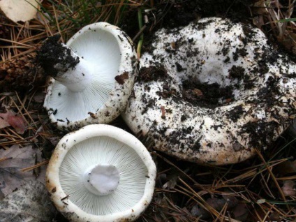 Ciuperci podgruzdok negru, alb, negru și de multe ori plachetare fotografie, descriere și utilizare