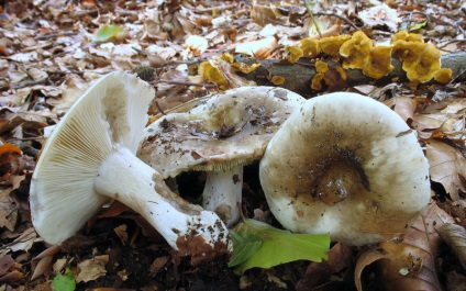 Gomba Russula adusta, fehér, feketés és chastoplastinchaty fotó, leírás és használat