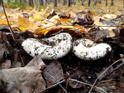 Ciuperci podgruzdok negru, alb, negru și de multe ori plachetare fotografie, descriere și utilizare