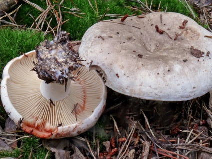 Gomba Russula adusta, fehér, feketés és chastoplastinchaty fotó, leírás és használat