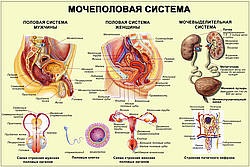 Infecții ale tractului urinar, Academia de Sănătate!