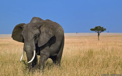 Érdekes tények Afrika - 24 fotók - képek - fotók természetes világ