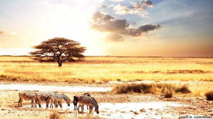 Interesant despre Africa - 24 fotografii - poze - photo world of nature