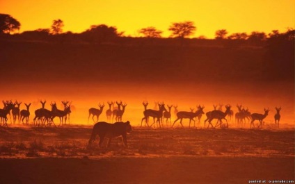 Érdekes tények Afrika - 24 fotók - képek - fotók természetes világ