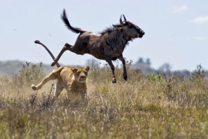 Érdekes tények Afrika - 24 fotók - képek - fotók természetes világ