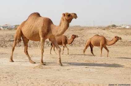 Érdekes tények Afrika - 24 fotók - képek - fotók természetes világ