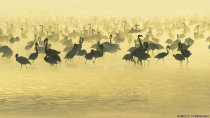 Érdekes tények Afrika - 24 fotók - képek - fotók természetes világ