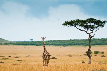 Érdekes tények Afrika - 24 fotók - képek - fotók természetes világ