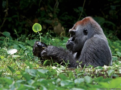 Interesant despre Africa - 24 fotografii - poze - photo world of nature