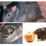 Informații interesante despre șobolani și șoareci