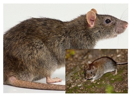 Informații interesante despre șobolani și șoareci