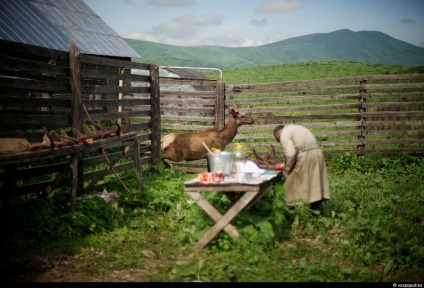 Cum să obțineți pantocrină de la coarnele de cerb, mai proaspete - cel mai bun din Runet pentru o zi!