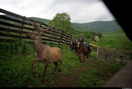 Cum să obțineți pantocrină de la coarnele de cerb, mai proaspete - cele mai bune din Runet pentru o zi!