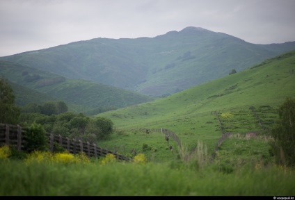 Cum să obțineți pantocrină de la coarnele de cerb, mai proaspete - cele mai bune din Runet pentru o zi!