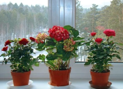 Cum o fereastră de economisire a energiei afectează dezvoltarea plantelor interioare