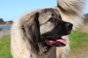 Milyen betegségek megfertőzheti az emberi kaukázusi kutya