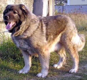 Ce boli un câine caucazian poate infecta