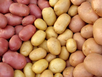 Cum și cât de mult să stocați cartofi - baza de date a termenilor de depozitare