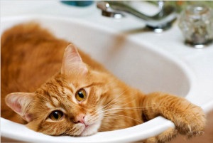 Cum sa scapi de mirosul de urina de pisica