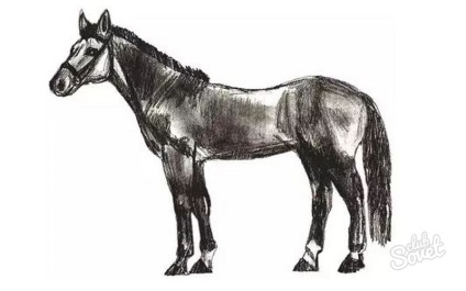 Cum de a desena un cal în creion pas cu pas