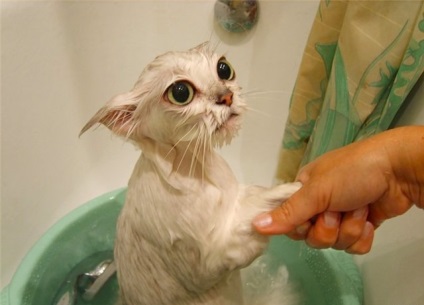 Cum sa speli o pisica