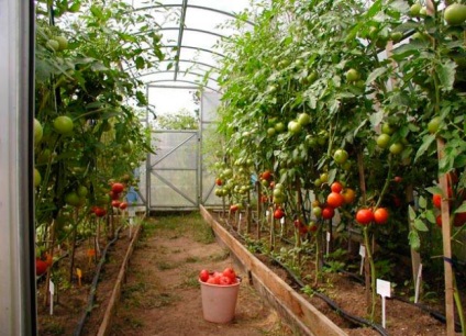 Cum să plantezi corect tomatele în schema de plantare a serelor 3x6, grădinărit24