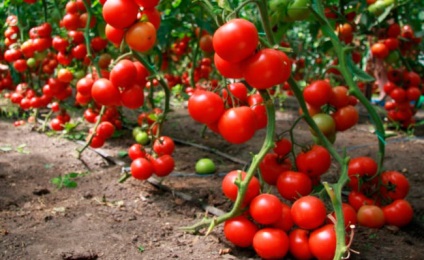 Cum să plantezi corect tomatele în schema de plantare a serelor 3x6, grădinărit24