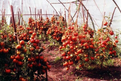 Cum să plantezi corect tomatele în schema de plantare a serelor 3x6, grădinărit24