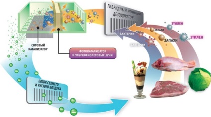 Cum să păstrați corect produsele alimentare în frigider