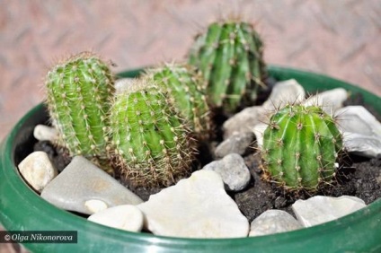 Cacti - cum să pregătească terenul și planta