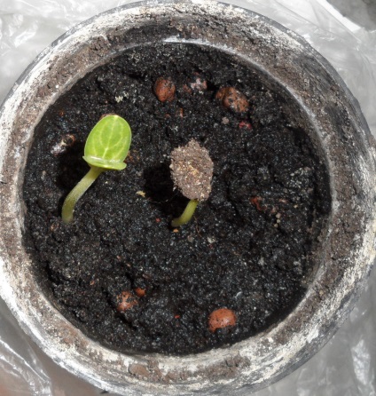 Cum să cresc ardeii dulci și vinetele în sol deschis