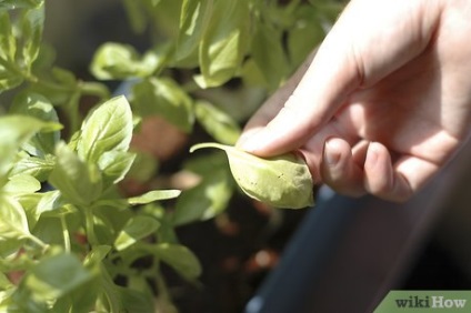 Cum să cultivați ierburi într-o grădină de acasă pe tot parcursul anului