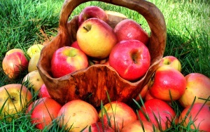Cum de a stoca mere pentru iarna corect antonovku, umplere albă - în ce și unde