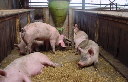 Cum să sacrificați căile de porc pentru porci de sacrificare (video)