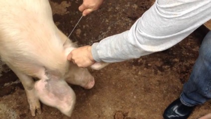 Cum să sacrificați căile de porc pentru porci de sacrificare (video)