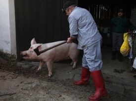 Cum să sacrificați căile de porc pentru porci de sacrificare (video)