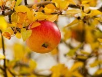 Cum să protejeze copacii de grădină de îngheț, grădinar (gospodărie)