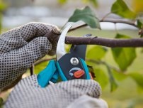 Cum să protejeze copacii de grădină de îngheț, grădinar (gospodărie)