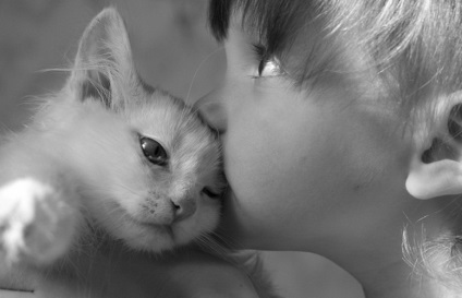 Ce poate îmbrățișa îmbrățișările cu pisicile