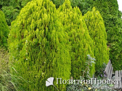 Plante Cypress în grădina dvs. - thuja, ienupăr, ienupăr