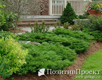 Plante Cypress în grădina dvs. - thuja, ienupăr, ienupăr