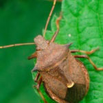 Bedbug pikromerus - inamicul gândacului Colorado, ce spun insectele