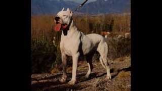 Cumpăr un câine în Magadan mai mult de 480 de oferte, cățeluși de vânzare, poze, prețuri, anunțuri (husky,