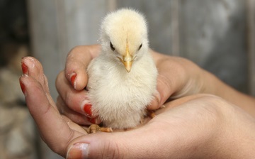 Кури породи леггорн опис, характеристики, розведення і годування