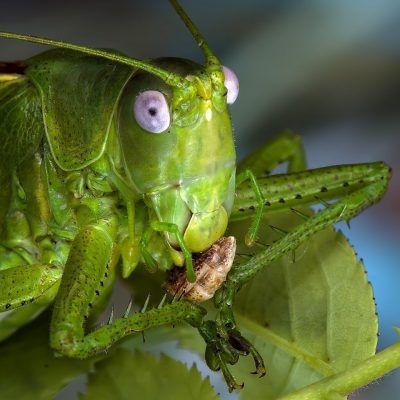 Grasshopper - poze pentru copii fotografii, rime, video, poze