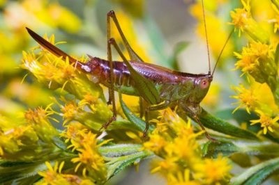 Grasshopper - poze pentru copii fotografii, rime, video, poze