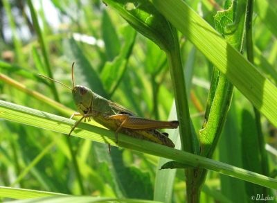 Grasshopper - poze pentru copii fotografii, rime, video, poze