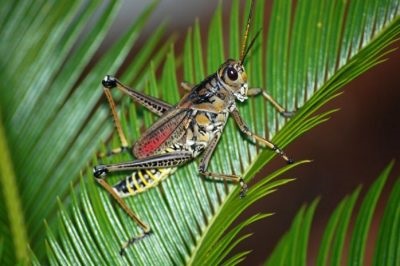 Grasshopper - poze pentru copii fotografii, rime, video, poze