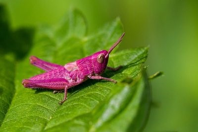 Grasshopper - poze pentru copii fotografii, rime, video, poze